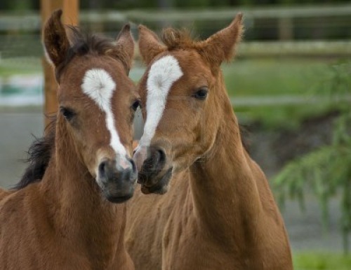 2匹の馬